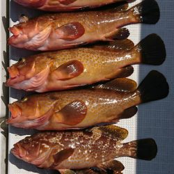 遊漁船 家入 釣果