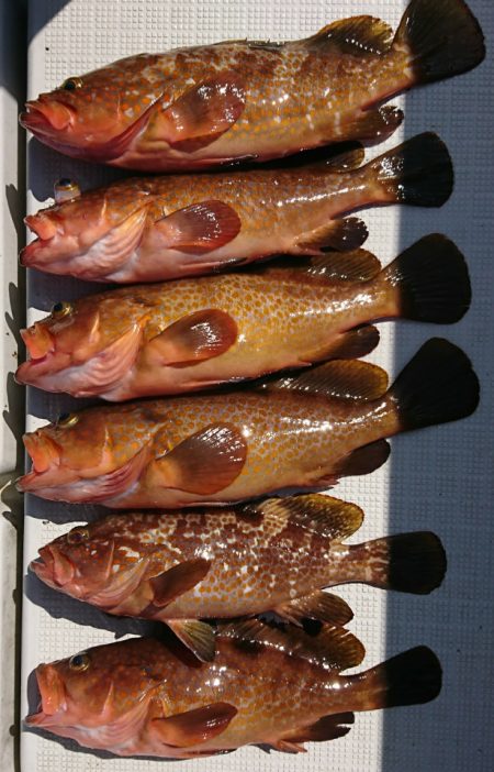 遊漁船　家入 釣果