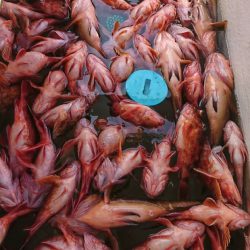 遊漁船 家入 釣果