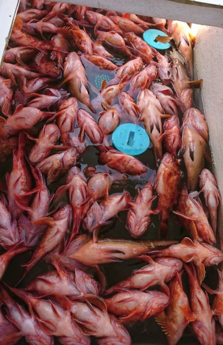 遊漁船 家入 釣果