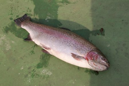 としまえんフィッシングエリア 釣果