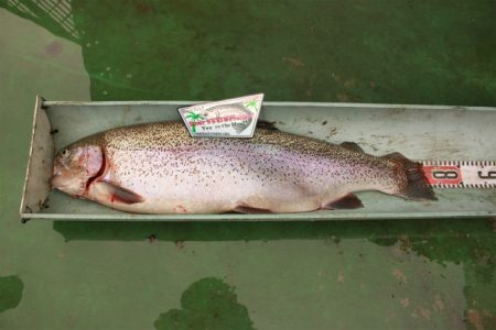 としまえんフィッシングエリア 釣果