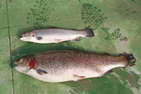 としまえんフィッシングエリア 釣果