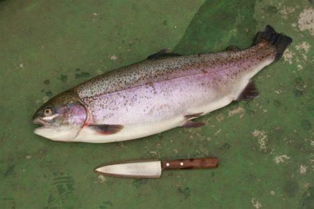 としまえんフィッシングエリア 釣果