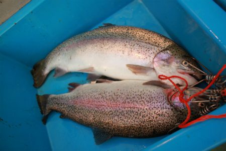 としまえんフィッシングエリア 釣果