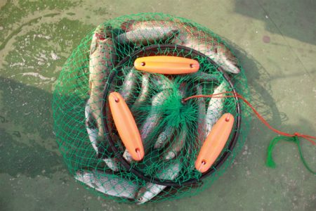 としまえんフィッシングエリア 釣果