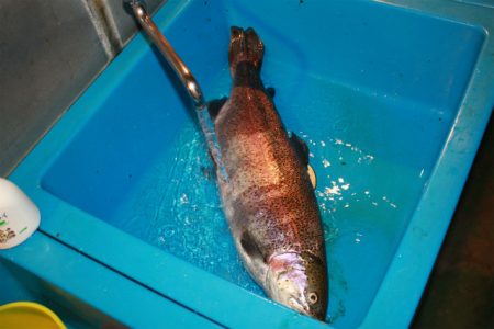 としまえんフィッシングエリア 釣果