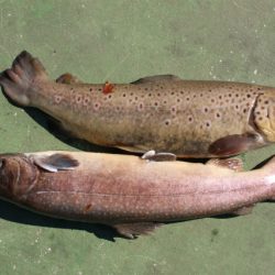 としまえんフィッシングエリア 釣果