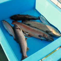 としまえんフィッシングエリア 釣果