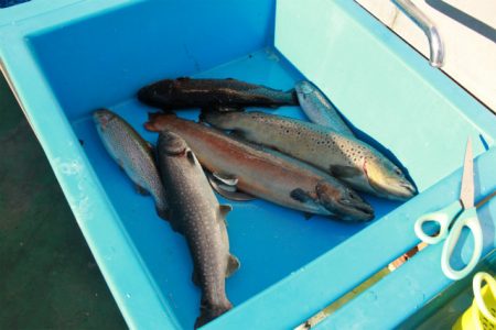 としまえんフィッシングエリア 釣果