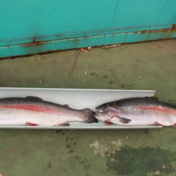 としまえんフィッシングエリア 釣果