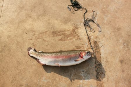 としまえんフィッシングエリア 釣果