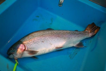 としまえんフィッシングエリア 釣果