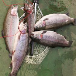 としまえんフィッシングエリア 釣果