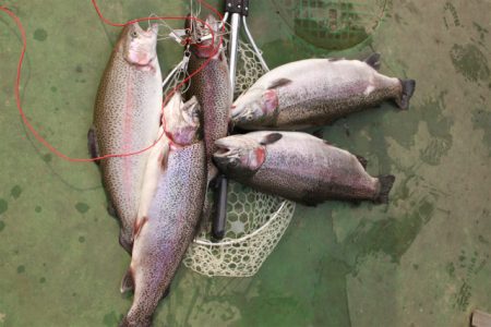 としまえんフィッシングエリア 釣果