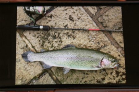 としまえんフィッシングエリア 釣果