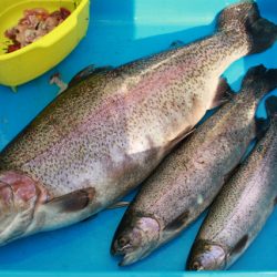 としまえんフィッシングエリア 釣果