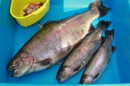 としまえんフィッシングエリア 釣果