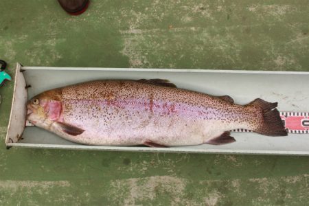 としまえんフィッシングエリア 釣果