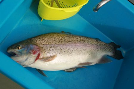 としまえんフィッシングエリア 釣果