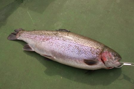 としまえんフィッシングエリア 釣果