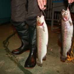 としまえんフィッシングエリア 釣果