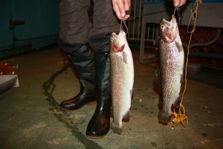 としまえんフィッシングエリア 釣果