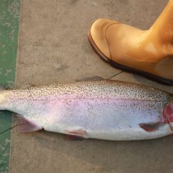 としまえんフィッシングエリア 釣果