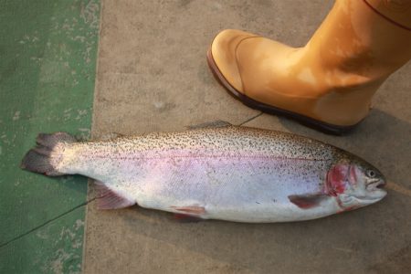としまえんフィッシングエリア 釣果