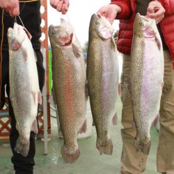 としまえんフィッシングエリア 釣果