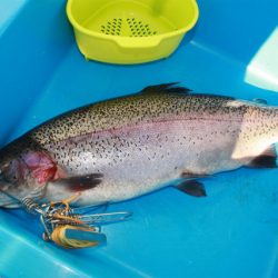 としまえんフィッシングエリア 釣果