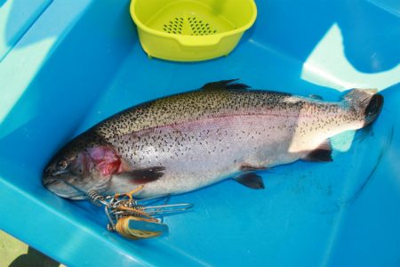 としまえんフィッシングエリア 釣果