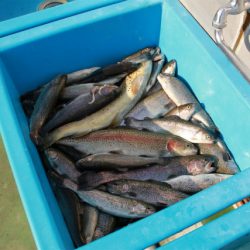 としまえんフィッシングエリア 釣果