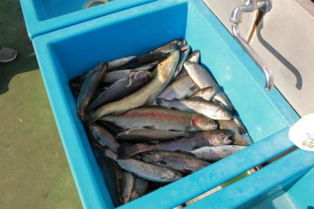 としまえんフィッシングエリア 釣果