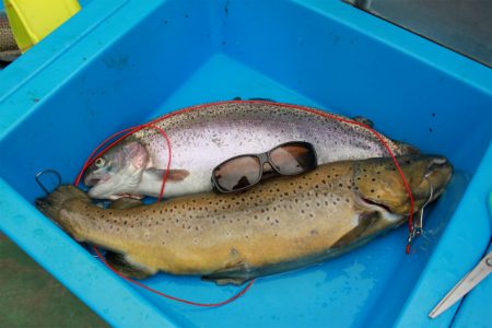 としまえんフィッシングエリア 釣果