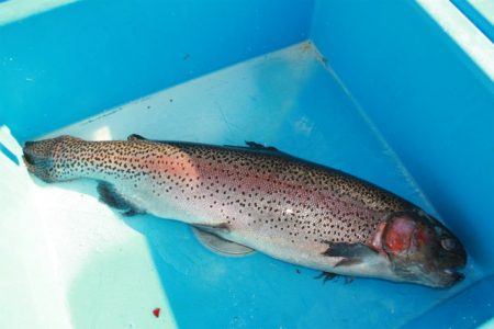 としまえんフィッシングエリア 釣果