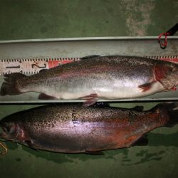 としまえんフィッシングエリア 釣果