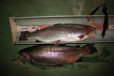 としまえんフィッシングエリア 釣果