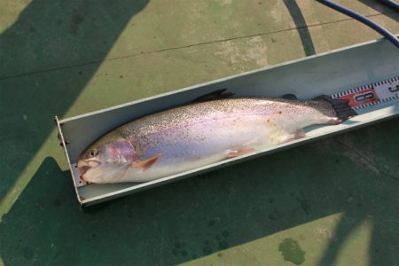 としまえんフィッシングエリア 釣果