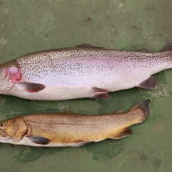 としまえんフィッシングエリア 釣果