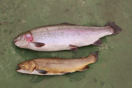 としまえんフィッシングエリア 釣果