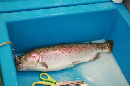 としまえんフィッシングエリア 釣果