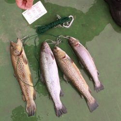 としまえんフィッシングエリア 釣果