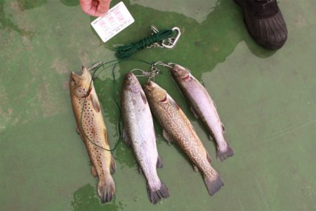 としまえんフィッシングエリア 釣果