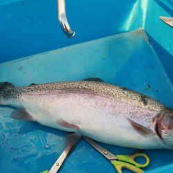 としまえんフィッシングエリア 釣果