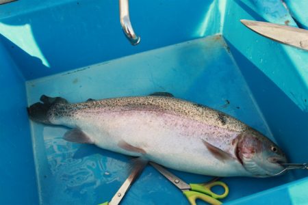 としまえんフィッシングエリア 釣果