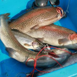 としまえんフィッシングエリア 釣果