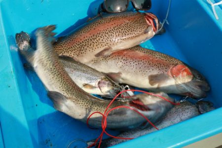 としまえんフィッシングエリア 釣果