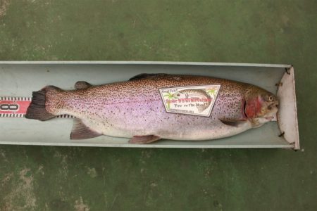 としまえんフィッシングエリア 釣果