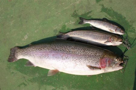 としまえんフィッシングエリア 釣果